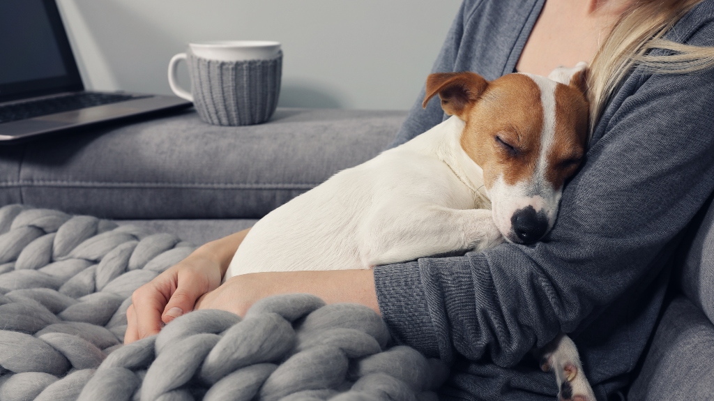custody of a dog